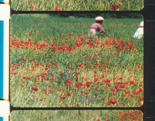 Screening - "Rose Lowder and Her Agricultural Camera"